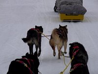 Dogs running on Yukon River