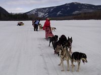 Dogs running on Yukon River