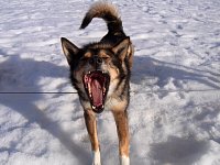 Dog yawning
