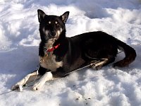 Dog looking alert