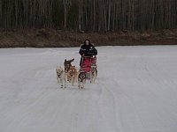 Veronica mushing