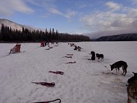 Dogs harnesses laid out