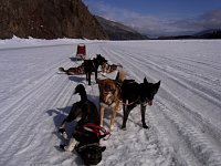 Sled dogs