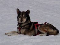 Dog smiling