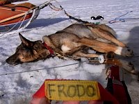 Sledgedog: Frodo