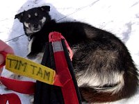 Sledgedog: Tim Tam