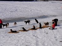 Dawson City dog camp