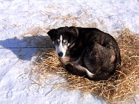 Dog resting on straw