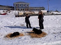 Dawson City dog camp