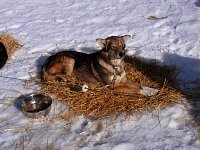 Dog resting on straw