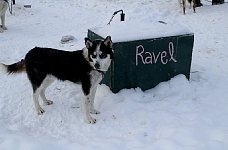 Sleddog: Ravel