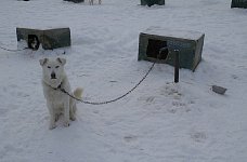 Sleddog: Yahtsee