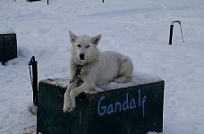 Sleddog: Gandalf