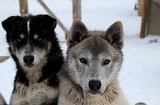 Young sled dogs