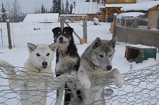 Young sled dogs