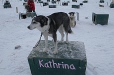 Sleddog: Kathrina