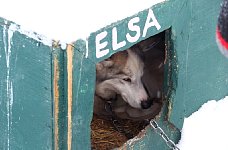 Sleddog: Elsa