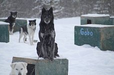 Sled dog