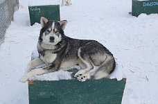 Sled dog