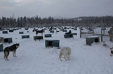 Dog kennel