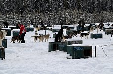 Sled getting ready