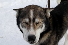 Sled dog