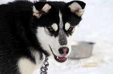 Sled dog