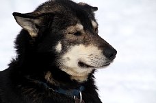 Sled dog