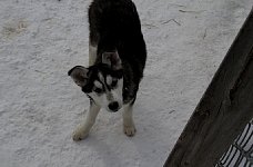 Young sled dog