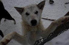 Young sled dog