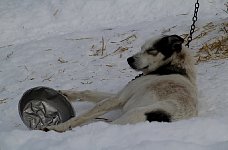 Lazy sled dog