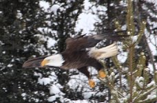 Bald Eagle