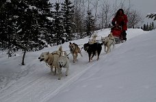 Dogsled going down hill