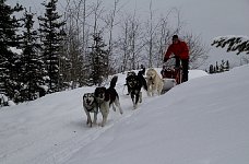 Dogsled going down hill