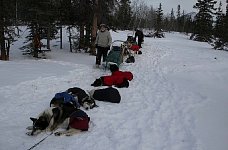 Dogs resting