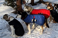 Dogs in coats