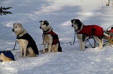 Dogs in coats