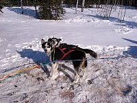 Sled dogs Kathrina and Sas