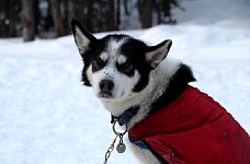 Sled dog with cape