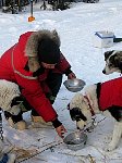 Feeding the dogs