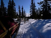 Dog sled on the move