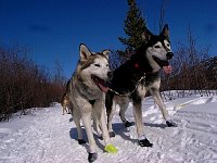 Happy sled dogs