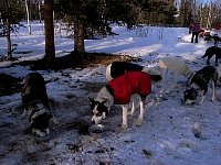 Dogs feeding