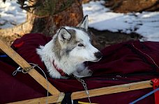 Elsa on the sled