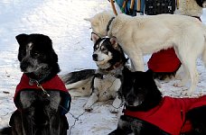 Well dressed dogs