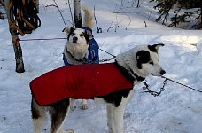 Well dressed dogs