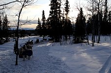 Dogs at dusk