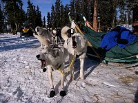 Dogs ready to go