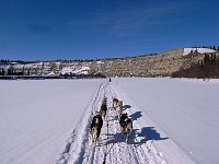 Dogsled on trail
