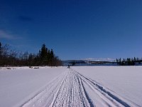 Dogsled on trail